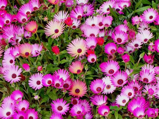 Cleretum bellidiforme